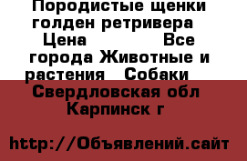 Породистые щенки голден ретривера › Цена ­ 25 000 - Все города Животные и растения » Собаки   . Свердловская обл.,Карпинск г.
